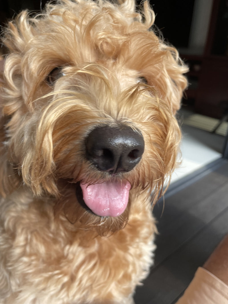 Lola, Yash's goldendoodle, smiling at the camera
