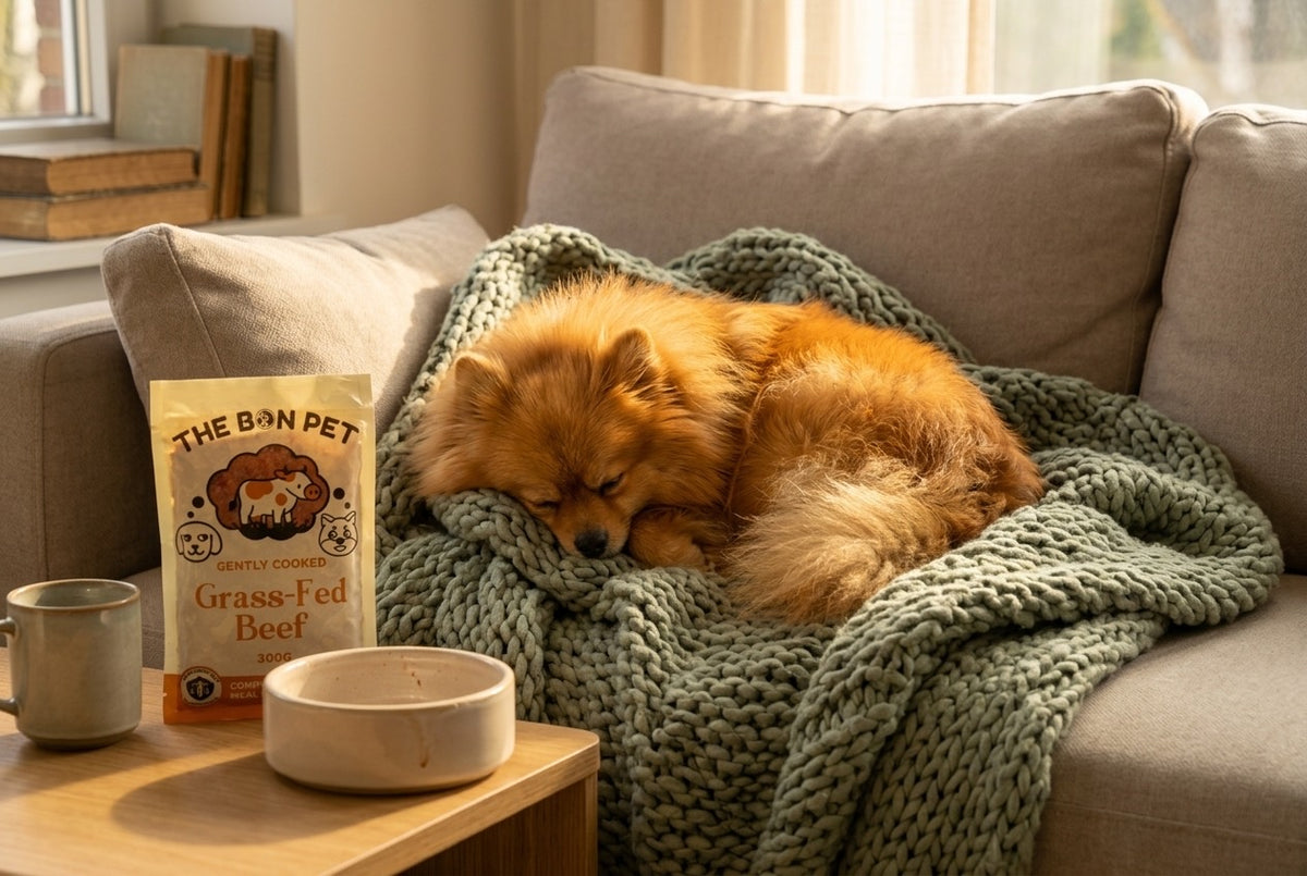 Pomeranian