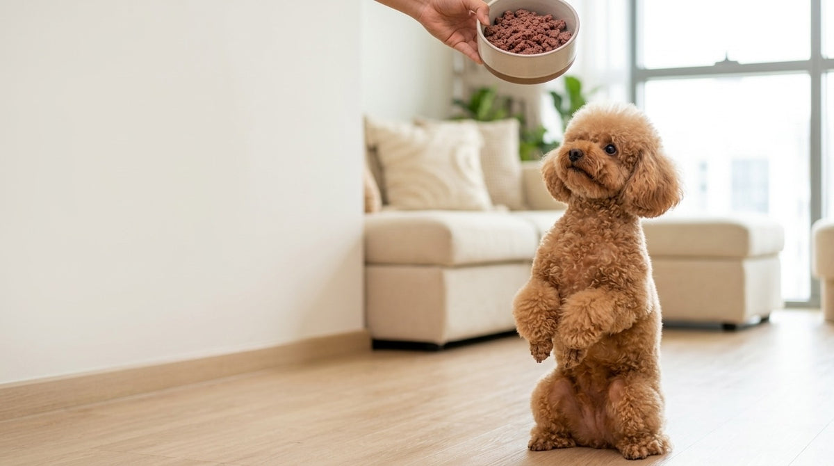 Poodle