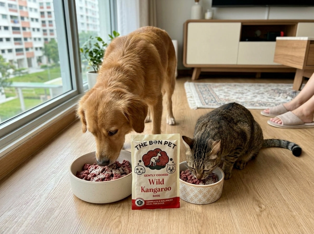 A dog and a cat eating The Bon Pet meals side by side