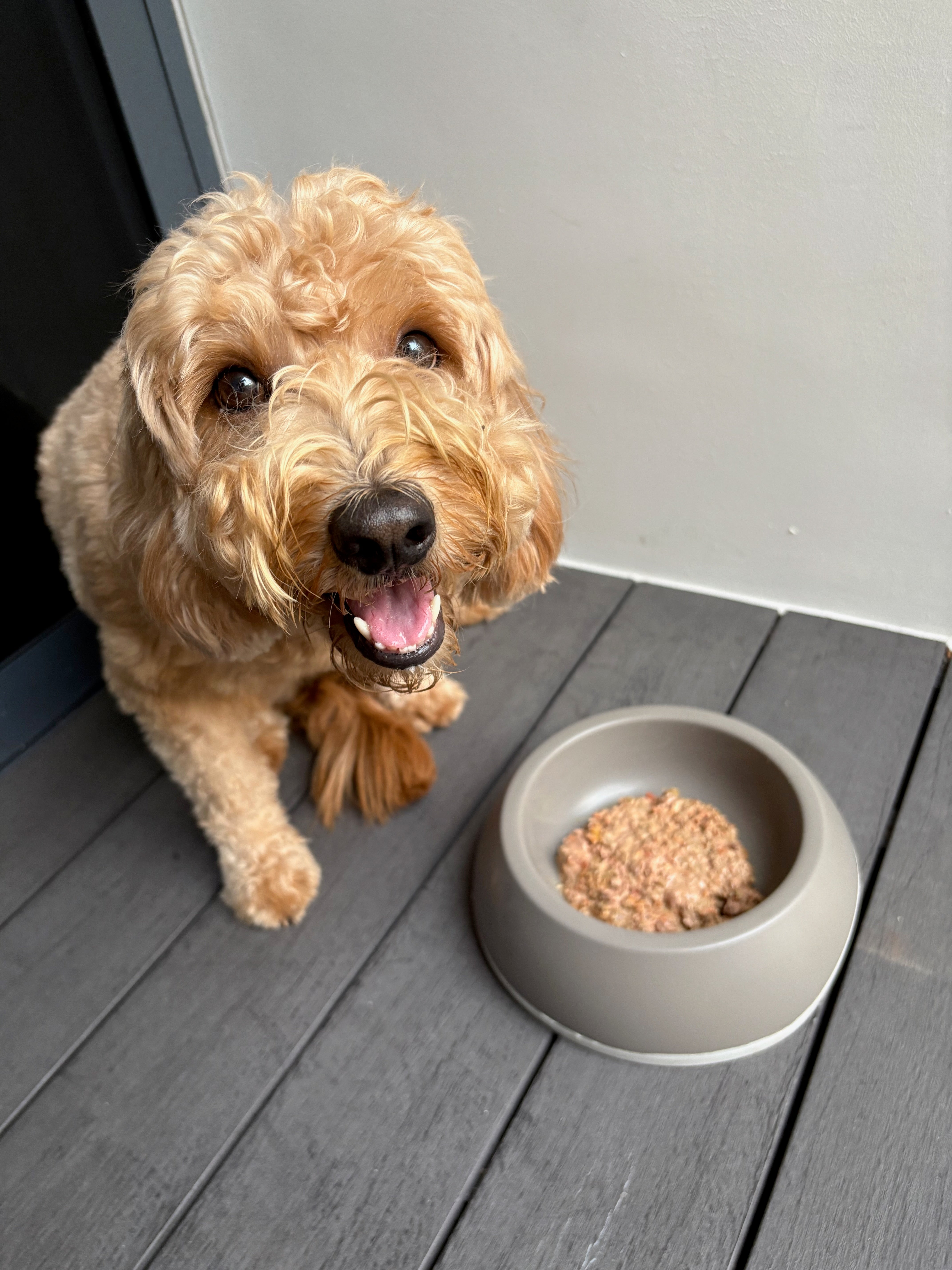 Shop Meals for Dogs 🐶