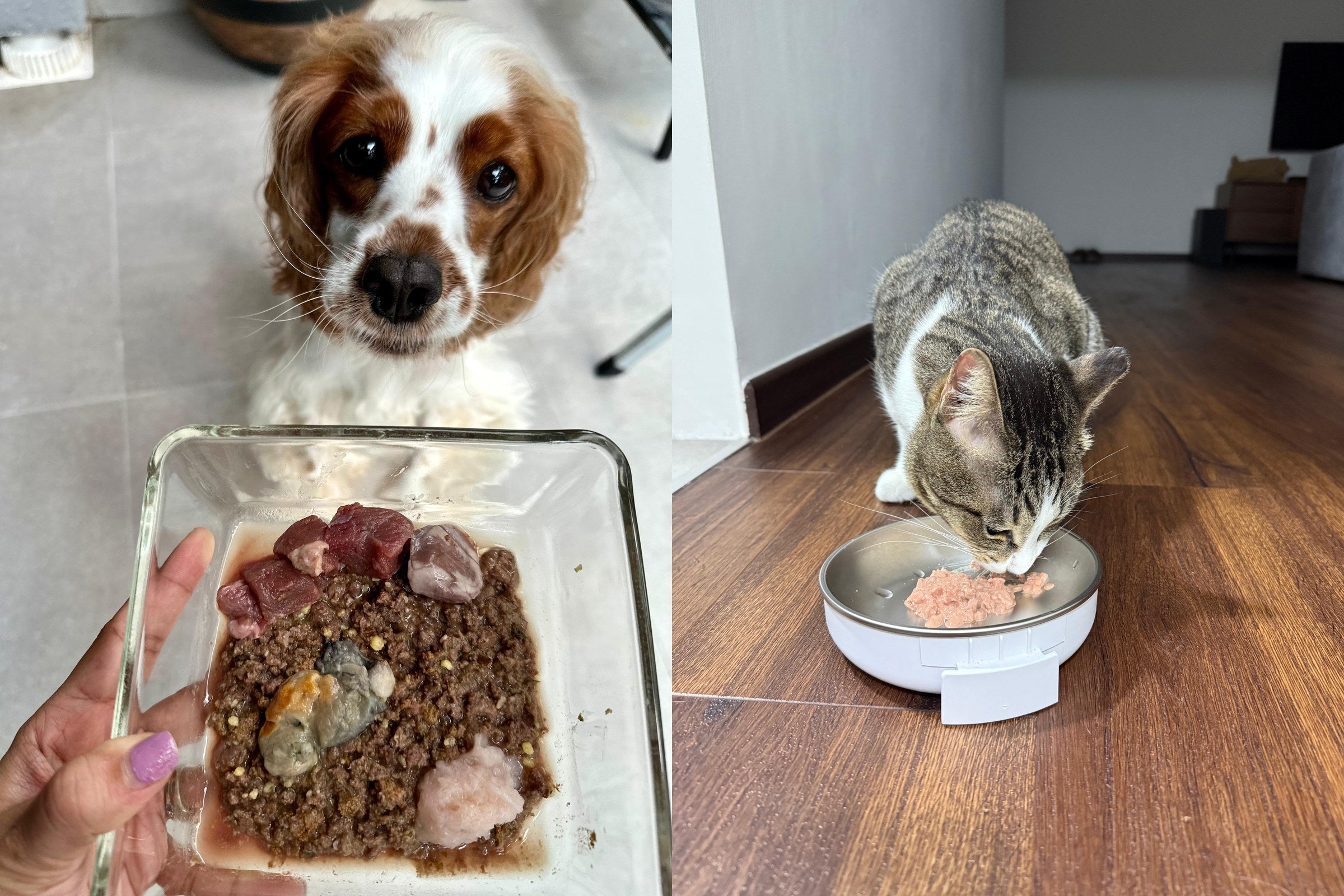 A dog and a cat eating Bon Pet meals from clear glass dishes
