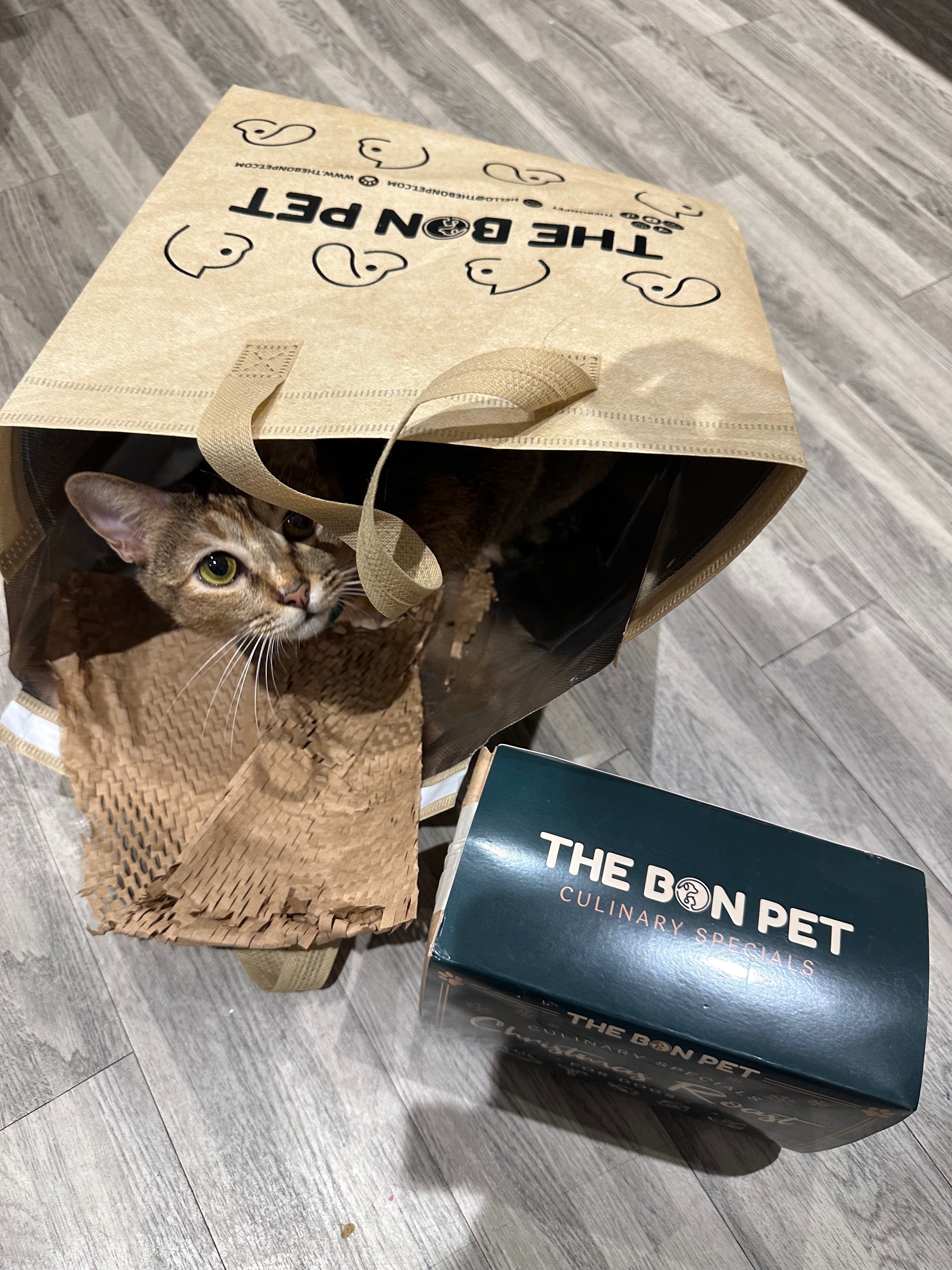 Rescue cat inspecting a The Bon Pet delivery bag